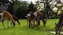 東大寺の動物