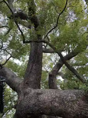三島神社の{uncategorized: "未分類", other: "その他", undefined: "問題あり", building: "その他建物", grave: "お墓", sacred_gate: "鳥居", guardian: "狛犬", statue: "像", buddha: "仏像", history: "歴史", nature: "自然", garden: "庭園", animal: "動物", pagoda: "塔", temizu: "手水舎", mountain_gate: "山門・神門", sanctuary: "本殿・本堂", subordinate: "末社・摂社", art: "芸術", scenery: "景色", jizo: "地蔵", ema: "絵馬", goshuin: "御朱印", omikuji: "おみくじ", items: "授与品その他", amulet: "お守り", goshuincho: "御朱印帳", eats: "食事", festival: "お祭り", votive_dance: "神楽", shichigosan: "七五三参", wedding: "結婚式", experience: "体験その他", initially: "初詣", around: "周辺", anti_infection: "感染症対策"}