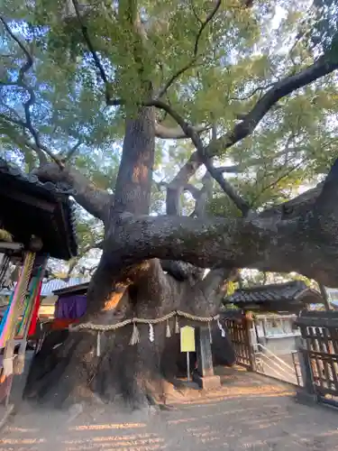 三島神社の自然