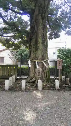 八幡大神社の自然