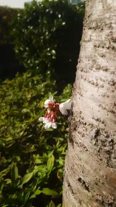 尾張猿田彦神社の自然