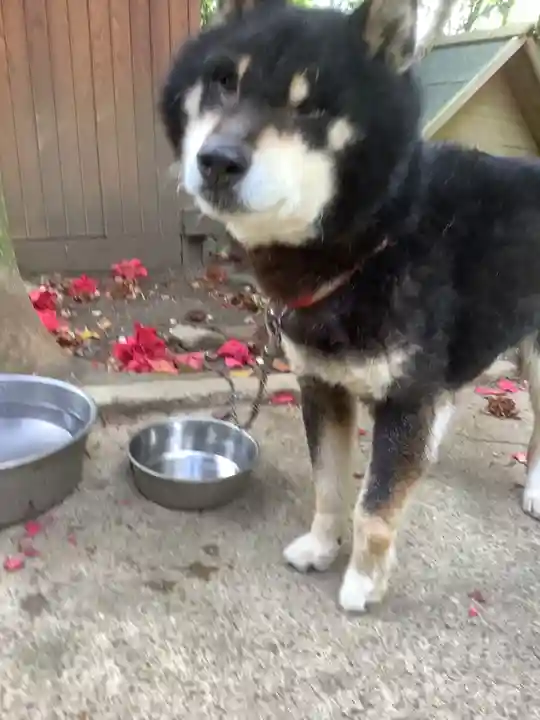 玉野御嶽神社の動物