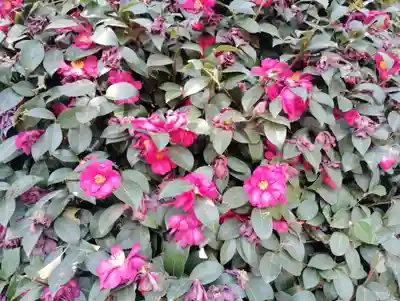 諏訪神社の自然