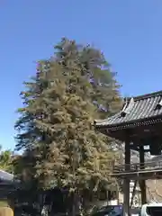 崇禅寺の建物その他