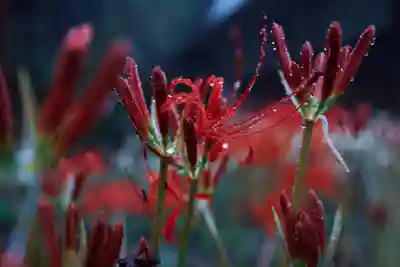 南原寺(山口県)
