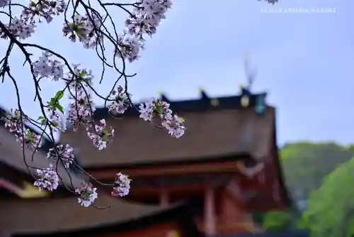 富士山本宮浅間大社の自然