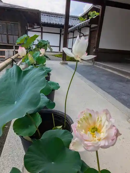 鹿苑寺(金閣寺)(京都府)