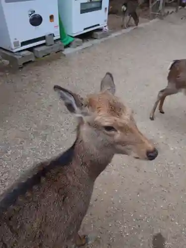春日大社の動物