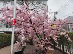 桜神宮の自然