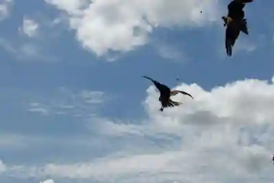 嚴島神社(山口県)