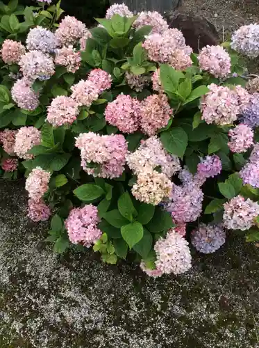 石母田　三吉神社の自然