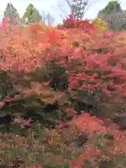 東福禅寺（東福寺）の自然