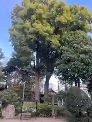 中野氷川神社の自然