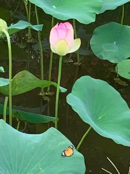 知恩院(京都府)