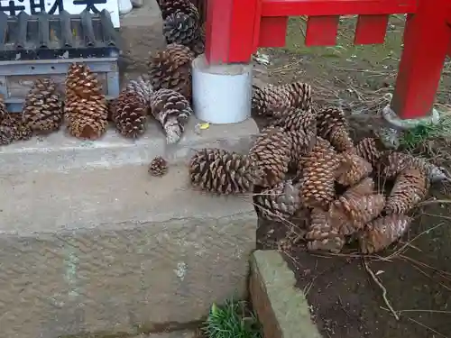 公所浅間神社の自然