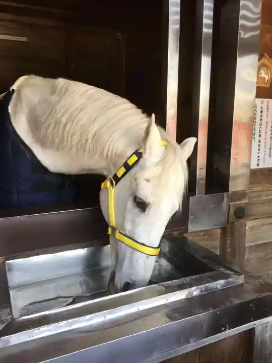 多度大社の動物