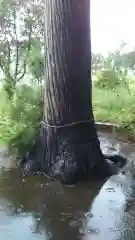 香取神社の自然