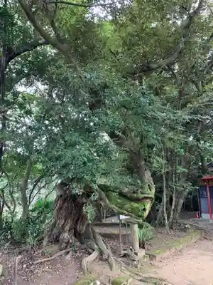 木花神社の自然