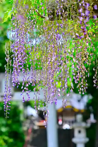 日吉神社(東京都)