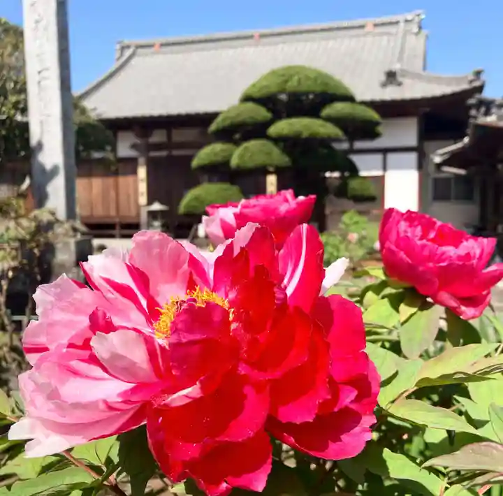 真言宗 善通寺派 薬王寺(香川県)