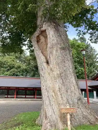 北海道護國神社の自然