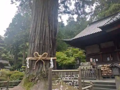 北口本宮冨士浅間神社の自然