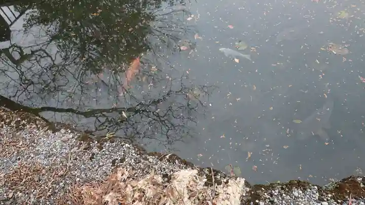 人丸神社(小中町)の動物