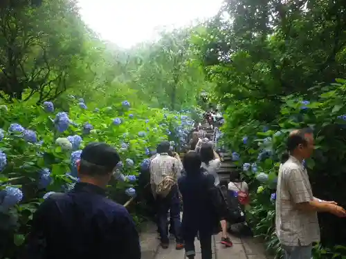 明月院の庭園