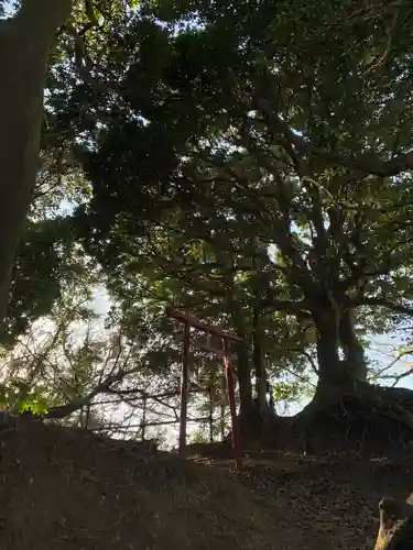 浅間神社の鳥居