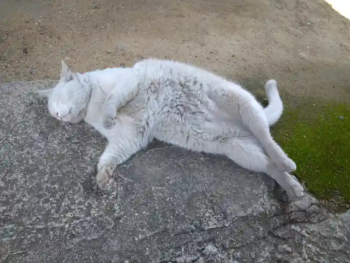 羽黒神社の動物