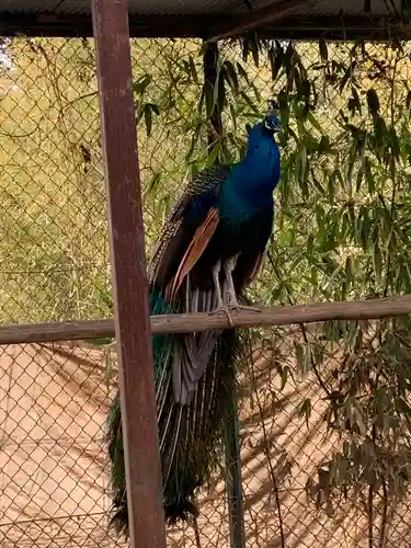 進雄神社の動物