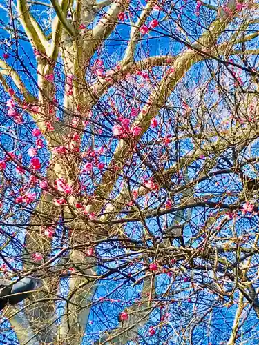 鹿島神社の自然