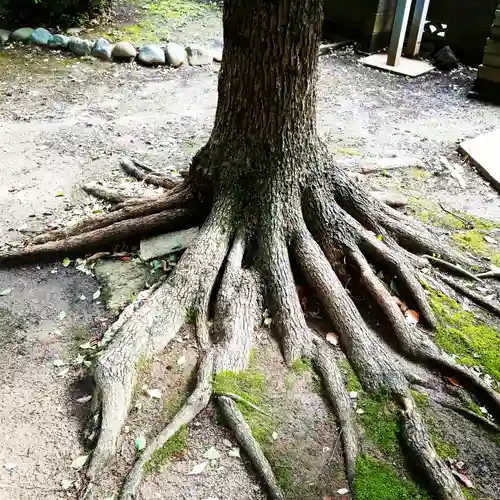 白髭神社の自然