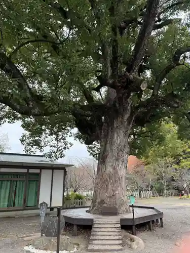 平野神社の自然
