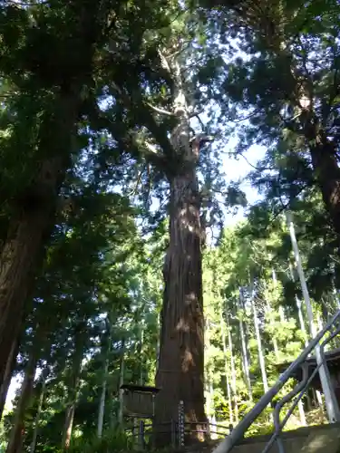 飯縄神社 里宮（皇足穂命神社）の自然