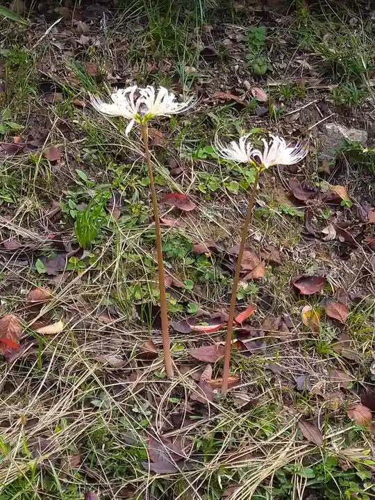 木華佐久耶比咩神社の自然