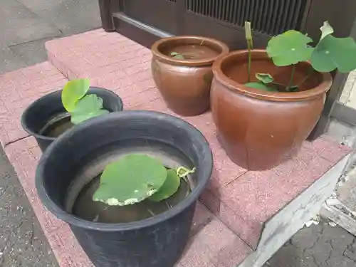 雨竜　専福寺(北海道)