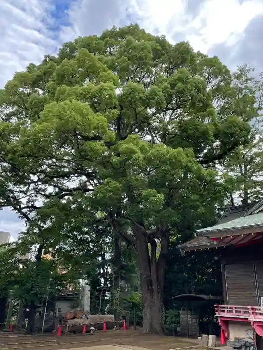 玉川神社の自然