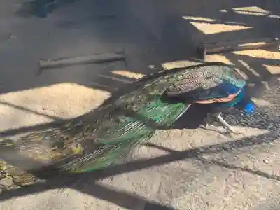 岩槻久伊豆神社(埼玉県)