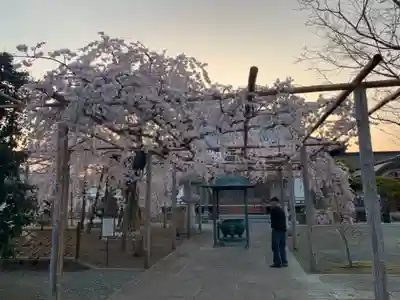西光院（浄楽寺）の自然