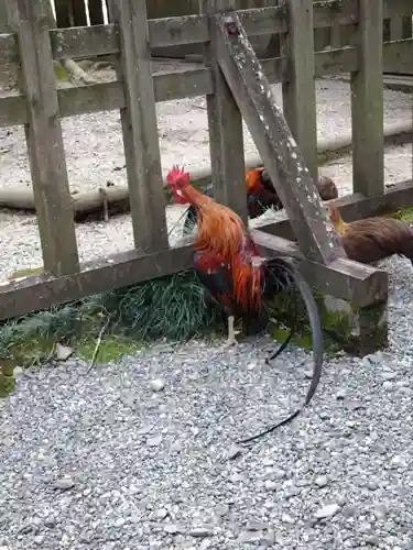天岩戸神社(宮崎県)