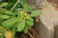 豊景神社の庭園