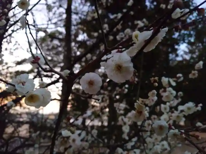 速谷神社(広島県)
