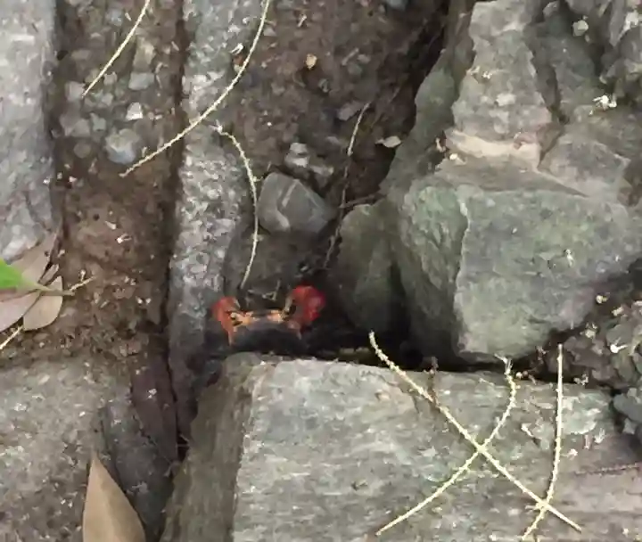朝熊神社(皇大神宮摂社)・朝熊御前神社(皇大神宮摂社)(三重県)