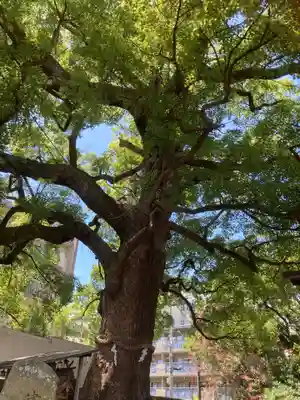 津門神社の自然