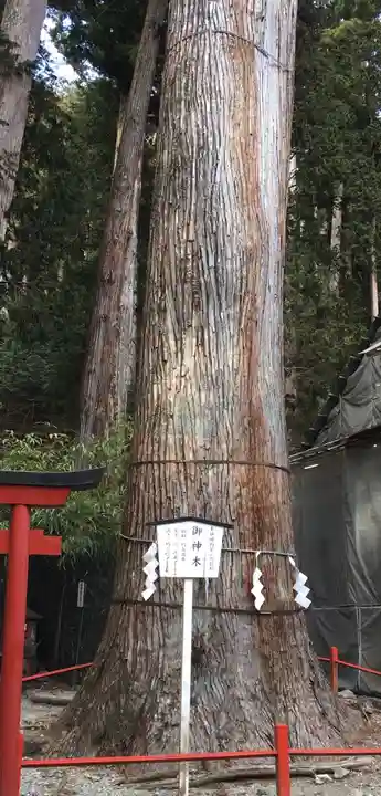 日光二荒山神社の自然