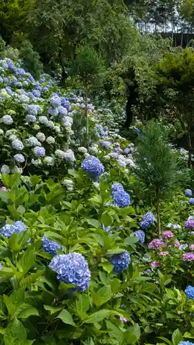 善峯寺(京都府)