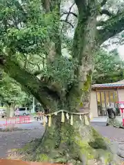 橘神社(長崎県)