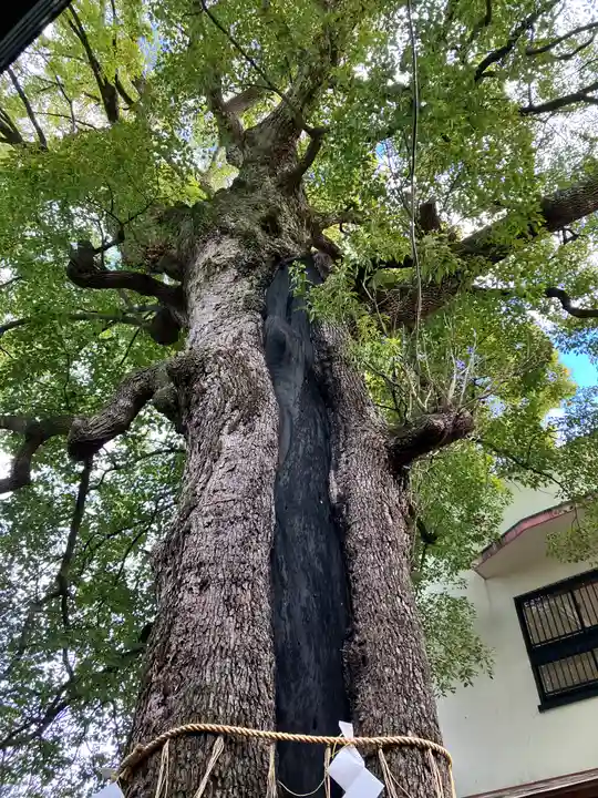 五方山熊野神社(東京都)