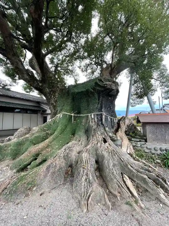 隠家の森の自然